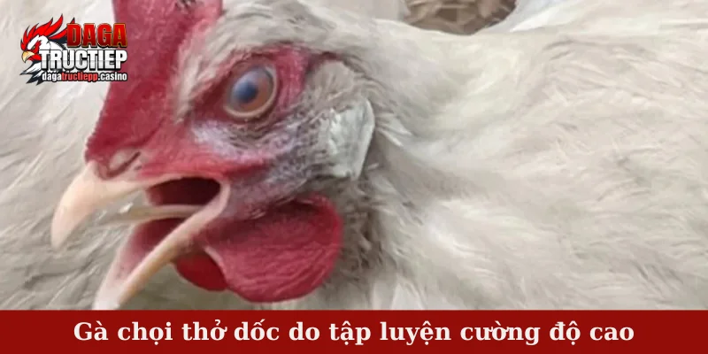 Gà chọi thở dốc - Tìm hiểu nguyên nhân và cách khắc phục 3 Gà chọi thở dốc do tập luyện cường độ cao
