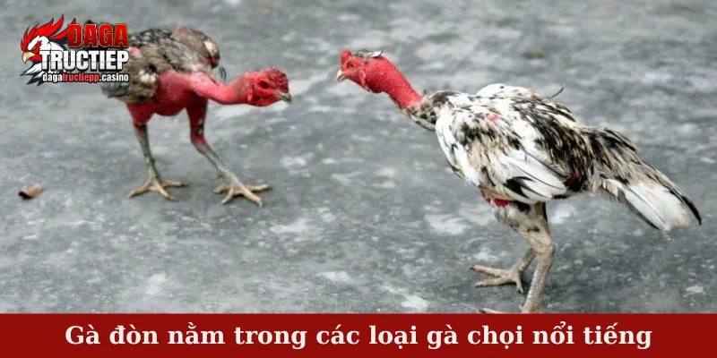 Các Loại Gà Chọi Nổi Tiếng – Dòng Chiến Kê Vang Danh 2 Gà đòn nằm trong các loại gà chọi nổi tiếng