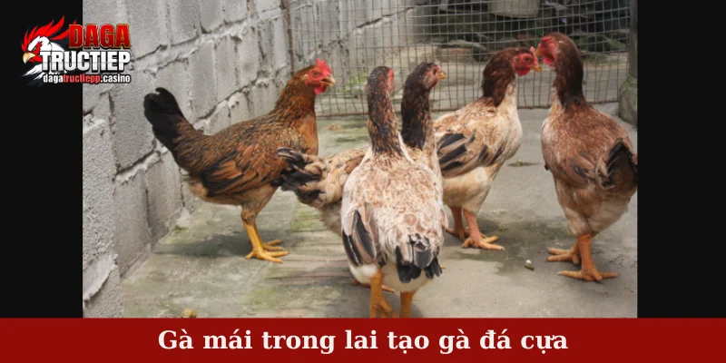 Lai tạo gà đá cựa - Phương pháp lai tạo hiệu quả cao 3 Gà mái trong lai tạo gà đá cựa