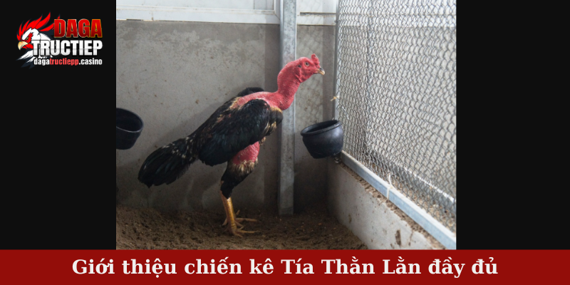 Chiến Kê Tía Thằn Lằn Tung Đòn Hiểm – Bất Bại Trên Sới Đấu 2 Giới thiệu chiến kê Tía Thằn Lằn đầy đủ