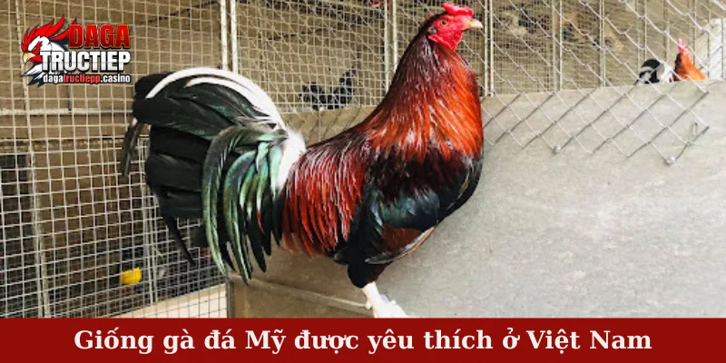 Giống Gà Đá Mỹ – Sức Mạnh Thần Kê Làm Mê Mẩn Sới Đấu 2 Giống gà đá Mỹ được yêu thích ở Việt Nam