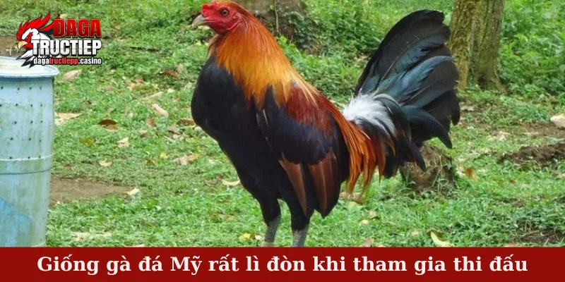 Giống Gà Đá Mỹ – Sức Mạnh Thần Kê Làm Mê Mẩn Sới Đấu 3 Giống gà đá Mỹ rất lì đòn khi tham gia thi đấu
