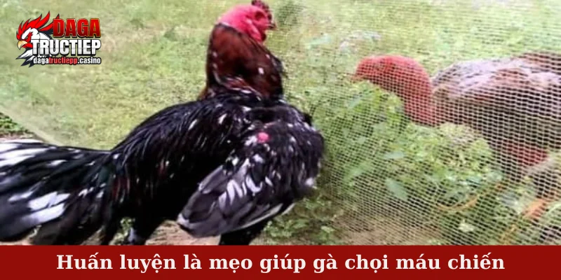 Mẹo giúp gà chọi máu chiến - Bí kíp đỉnh cao từ sư kê 3 Huấn luyện là mẹo giúp gà chọi máu chiến
