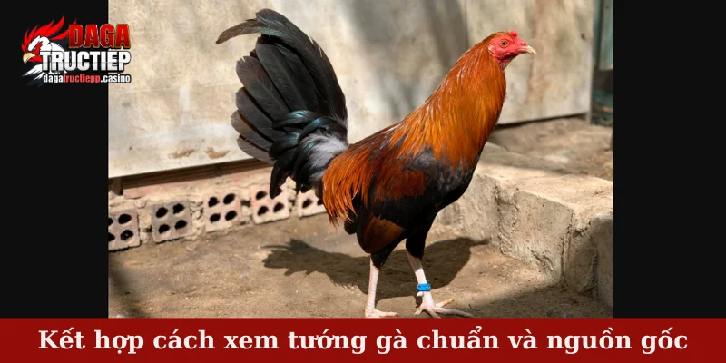 Cách Xem Tướng Gà Chuẩn Chi Tiết, Mẹo Chọn Chiến Kê Hay 4 Kết hợp cách xem tướng gà chuẩn và nguồn gốc