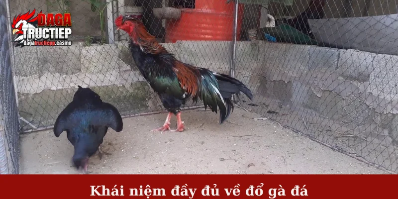 Đổ Gà Đá – Bí Quyết Lai Tạo Chiến Kê Mạnh Mẽ, Máu Chiến 2 Khái niệm đầy đủ về đổ gà đá