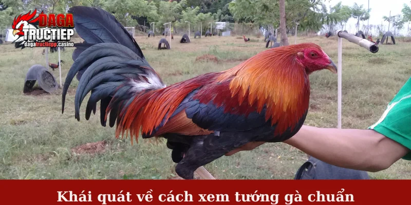 Cách Xem Tướng Gà Chuẩn Chi Tiết, Mẹo Chọn Chiến Kê Hay 2 Khái quát về cách xem tướng gà chuẩn