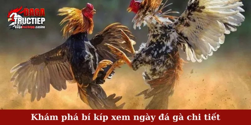 Bí Kíp Xem Ngày Đá Gà Chuẩn – Mẹo Chọn Chiến Kê 2 Khám phá bí kíp xem ngày đá gà chi tiết