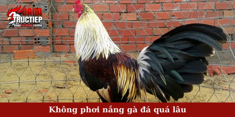 Phơi nắng gà đá - Tổng hợp những thông tin hữu ích nhất 4 Không phơi nắng gà đá quá lâu