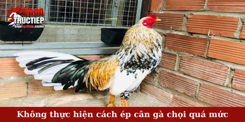 Cách Ép Cân Gà Chọi Hiệu Quả, Bí Quyết Từ Sư Kê 3 Không thực hiện cách ép cân gà chọi quá mức