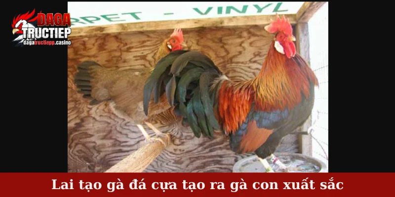 Lai tạo gà đá cựa - Phương pháp lai tạo hiệu quả cao 2 Lai tạo gà đá cựa tạo ra gà con xuất sắc