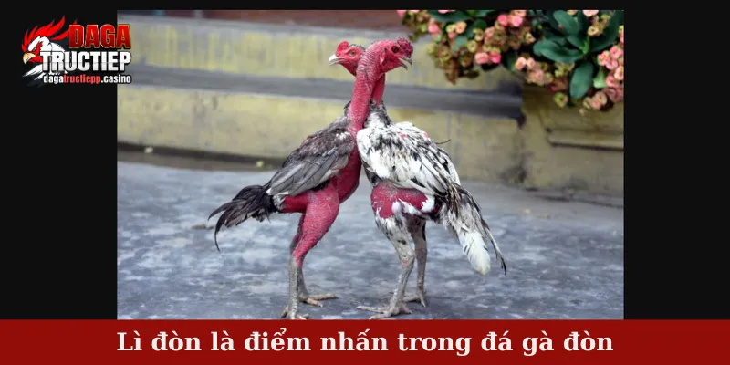 Đá gà đòn - Khả năng thi đấu xuất sắc của chiến kê gà nòi 2 Lì đòn là điểm nhấn trong đá gà đòn