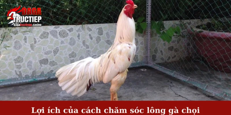 Cách chăm sóc lông gà chọi - Tạo nên chiến kê ngoại hình đẹp 2 Lợi ích của cách chăm sóc lông gà chọi