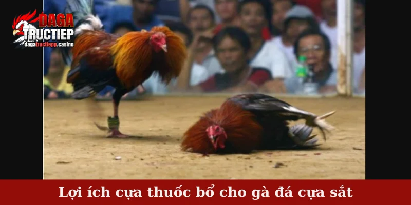 Thuốc bổ cho gà đá cựa sắt - Tổng hợp thuốc phổ biến nhất 2 Lợi ích cựa thuốc bổ cho gà đá cựa sắt