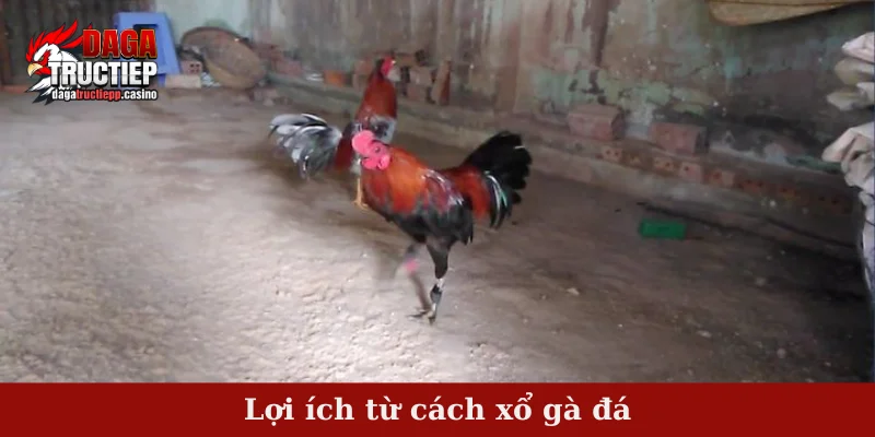 Cách Xổ Gà Đá Hiệu Quả Chuẩn Bí Quyết Sư Kê 2 Lợi ích từ cách xổ gà đá