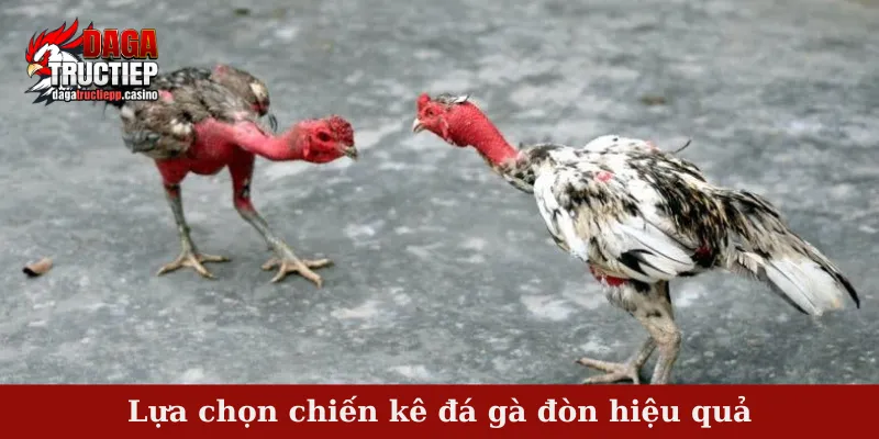 Đá gà đòn - Khả năng thi đấu xuất sắc của chiến kê gà nòi 3 Lựa chọn chiến kê đá gà đòn hiệu quả