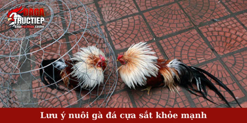Nuôi gà đá cựa sắt khỏe mạnh - Bí kíp tạo nên thành công 4 Lưu ý nuôi gà đá cựa sắt khỏe mạnh