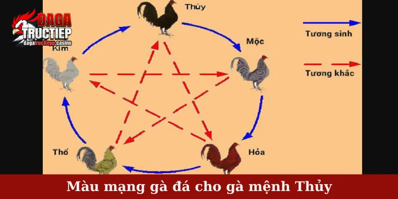 Màu Mạng Gà Đá Và Bí Quyết Chọn Chiến Kê Hợp Ngũ Hành 3 Màu mạng gà đá cho gà mệnh Thủy