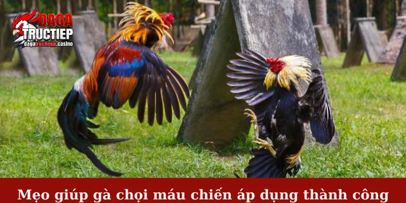 Mẹo giúp gà chọi máu chiến - Bí kíp đỉnh cao từ sư kê 2 Mẹo giúp gà chọi máu chiến áp dụng thành công