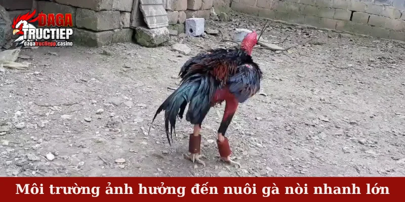 4 yếu tố quyết định hàng đầu đến nuôi gà nòi nhanh lớn 3 Môi trường ảnh hưởng đến nuôi gà nòi nhanh lớn