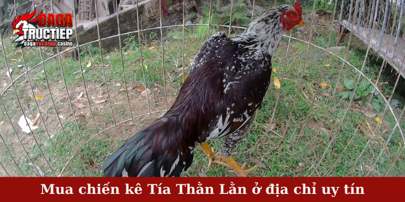 Chiến Kê Tía Thằn Lằn Tung Đòn Hiểm – Bất Bại Trên Sới Đấu 4 Mua chiến kê Tía Thằn Lằn ở địa chỉ uy tín