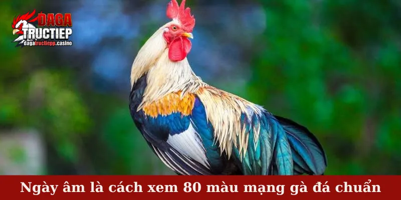 80 Màu Mạng Gà Đá – Mẹo Chọn Chiến Kê Hợp Mệnh, Dễ Ăn Kèo 3 Ngày âm là cách xem 80 màu mạng gà đá chuẩn