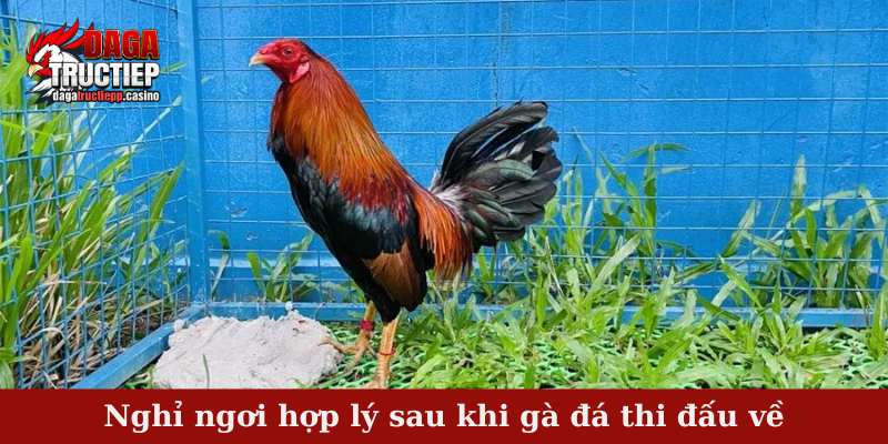 Phương Pháp Chăm Sóc Gà Đá Sau Trận Đấu Hiệu Quả 4 Nghỉ ngơi hợp lý sau khi gà đá thi đấu về