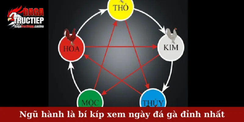 Bí Kíp Xem Ngày Đá Gà Chuẩn – Mẹo Chọn Chiến Kê 3 Ngũ hành là bí kíp xem ngày đá gà đỉnh nhất
