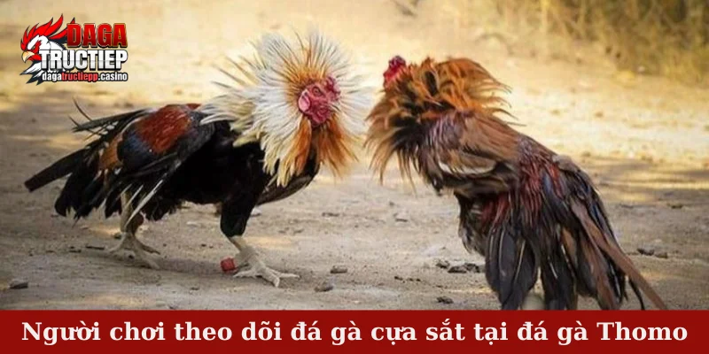 Đá Gà Thomo – Theo Dõi Chiến Kê Tranh Tài Mỗi Ngày 2 Người chơi theo dõi đá gà cựa sắt tại đá gà Thomo