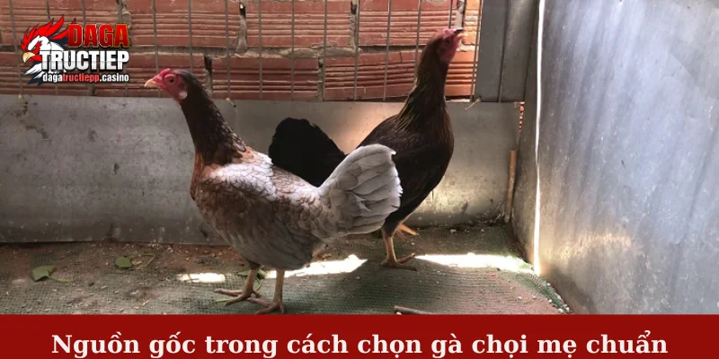 Cách chọn gà chọi mẹ chuẩn - 5 yếu tố quan trọng nhất 2 Nguồn gốc trong cách chọn gà chọi mẹ chuẩn