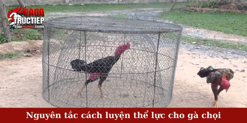 Cách Luyện Thể Lực Cho Gà Chọi Hiệu Quả, Bền Sức 3 Nguyên tắc cách luyện thể lực cho gà chọi