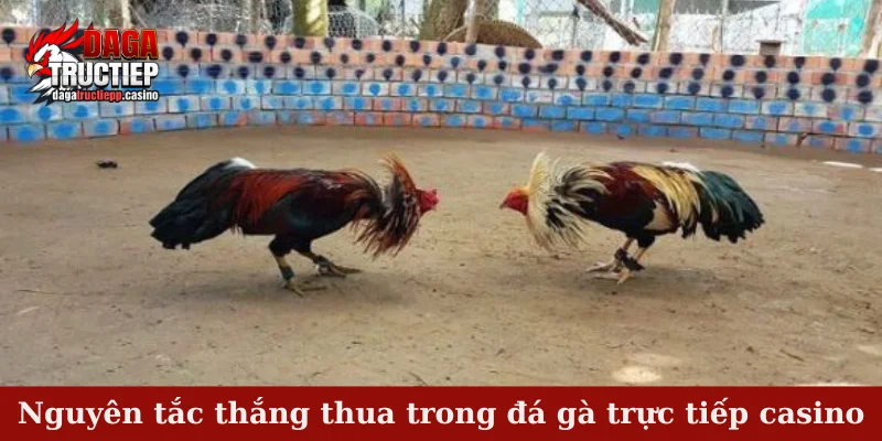 Giới Thiệu Đá Gà Trực Tiếp Casino – Trang Xem Đá Gà Kịch Tính 2 Nguyên tắc thắng thua trong đá gà trực tiếp casino
