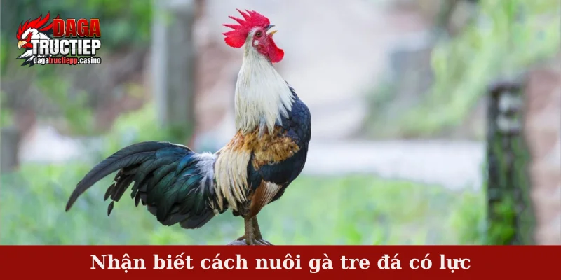 Cách Nuôi Gà Tre Đá Có Lực – Bí Quyết Giữ Phong Độ Đỉnh 4 Nhận biết cách nuôi gà tre đá có lực