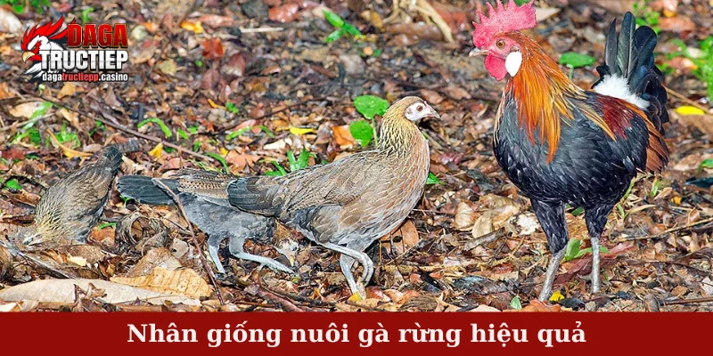 Nuôi gà rừng - Kỹ thuật thuần dưỡng chăm sóc hiệu quả 4 Nhân giống nuôi gà rừng hiệu quả