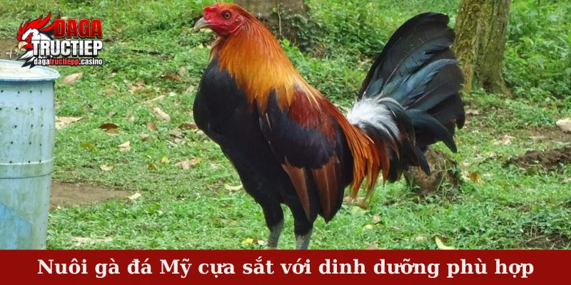Nuôi Gà Đá Mỹ Cựa Sắt – Bí Quyết Dưỡng Và Luyện Gà 3 Nuôi gà đá Mỹ cựa sắt với dinh dưỡng phù hợp