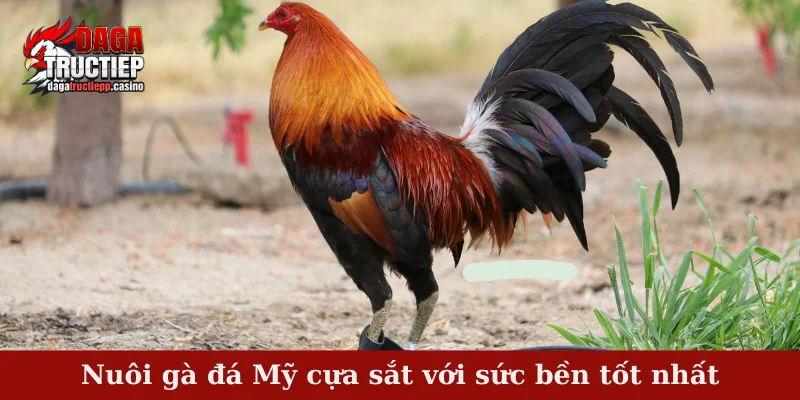 Nuôi Gà Đá Mỹ Cựa Sắt – Bí Quyết Dưỡng Và Luyện Gà 2 Nuôi gà đá Mỹ cựa sắt với sức bền tốt nhất
