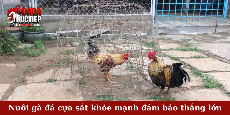 Nuôi gà đá cựa sắt khỏe mạnh - Bí kíp tạo nên thành công 2 Nuôi gà đá cựa sắt khỏe mạnh đảm bảo thắng lớn