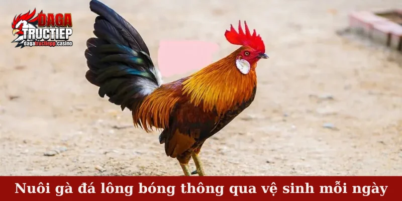 Nuôi gà đá lông bóng - Kỹ thuật đảm bảo lông mượt, óng ả 3 Nuôi gà đá lông bóng thông qua vệ sinh mỗi ngày