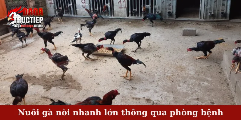 4 yếu tố quyết định hàng đầu đến nuôi gà nòi nhanh lớn 4 Nuôi gà nòi nhanh lớn thông qua phòng bệnh