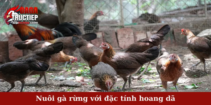 Nuôi gà rừng - Kỹ thuật thuần dưỡng chăm sóc hiệu quả 2 Nuôi gà rừng với đặc tính hoang dã