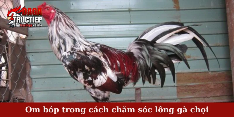 Cách chăm sóc lông gà chọi - Tạo nên chiến kê ngoại hình đẹp 3 Om bóp trong cách chăm sóc lông gà chọi