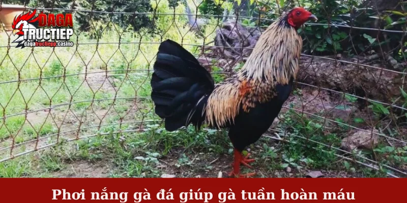 Phơi nắng gà đá - Tổng hợp những thông tin hữu ích nhất 2 Phơi nắng gà đá giúp gà tuần hoàn máu