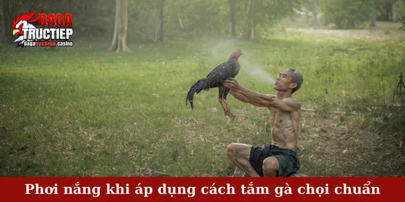 Cách Tắm Gà Chọi Chuẩn – Bí Quyết Giữ Lửa Chiến Kê 3 Phơi nắng khi áp dụng cách tắm gà chọi chuẩn