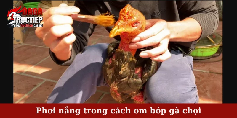 Cách Om Bóp Gà Chọi Chuẩn 4 Bước Cho Tân Sư Kê 4 Phơi nắng trong cách om bóp gà chọi