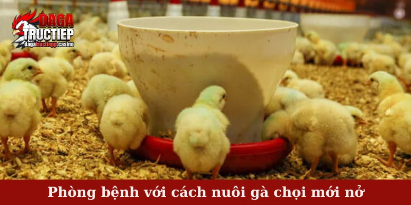 Hướng dẫn cách nuôi gà chọi mới nở đảm bảo năng suất 3 Phòng bệnh với cách nuôi gà chọi mới nở