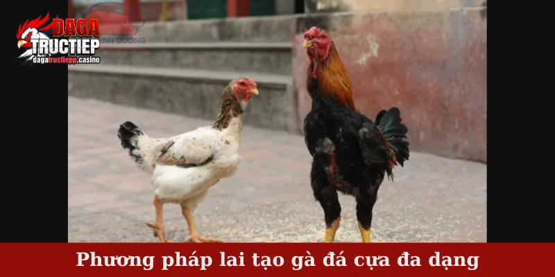 Lai tạo gà đá cựa - Phương pháp lai tạo hiệu quả cao 4 Phương pháp lai tạo gà đá cựa đa dạng