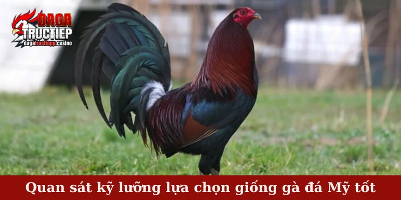 Giống Gà Đá Mỹ – Sức Mạnh Thần Kê Làm Mê Mẩn Sới Đấu 4 Quan sát kỹ lưỡng lựa chọn giống gà đá Mỹ tốt