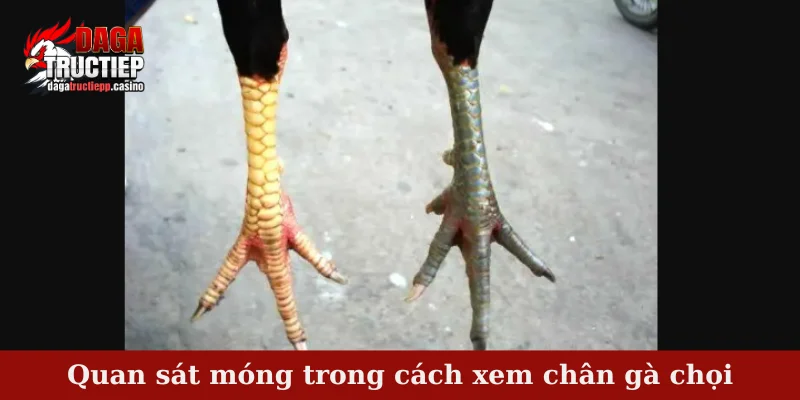 Tổng hợp bí quyết trong cách xem chân gà chọi chuẩn 3 Quan sát móng trong cách xem chân gà chọi