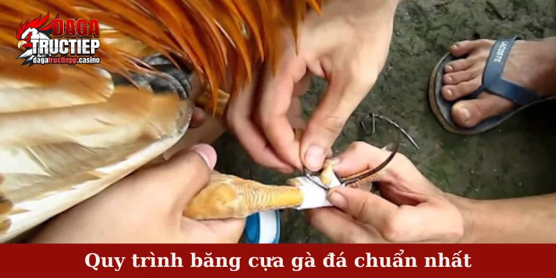 Băng cựa gà đá - Mục đích và cách băng cựa hiệu quả nhất 3 Quy trình băng cựa gà đá chuẩn nhất