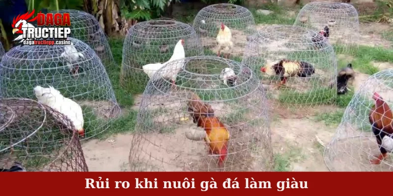 Nuôi gà đá làm giàu - Tiềm năng và rủi ro có thể gặp 4 Rủi ro khi nuôi gà đá làm giàu