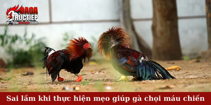 Mẹo giúp gà chọi máu chiến - Bí kíp đỉnh cao từ sư kê 4 Sai lầm khi thực hiện mẹo giúp gà chọi máu chiến